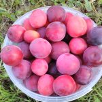 плоды алычи Кубанская комета вблизи