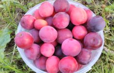 плоды алычи Кубанская комета вблизи