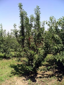 клон вишни колонновидной Pi-Sa 4,101.
