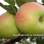 Сорт яблони Фрегат