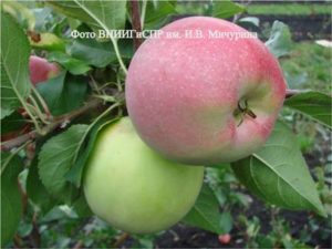 плоды сорта яблони Благовест