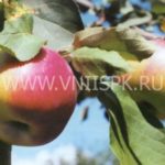 плоды сорта яблони Рождественское